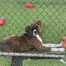Rhonda - Boxer