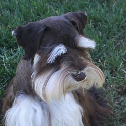 Apollo - Miniature Schnauzer