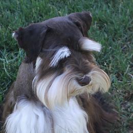 Apollo - Miniature Schnauzer