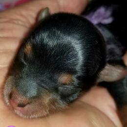 Girl 3 - Black and tan Yorkshire Terrier puppy in Palm Bay, Florida from Ms.tee.yorkies.s.florida