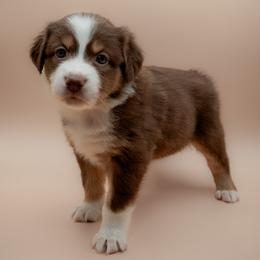 Australian Shepherd Puppies from 2 Happy Aussies