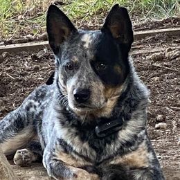 Ty - Australian Cattle Dog