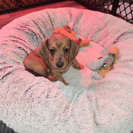Girl 1 - Dapple female Dachshund puppy in Shippensburg, Pennsylvania from Koser’s Miniature Dachshunds