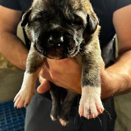 Girl 5 - Brindle female Anatolian Shepherd Dog puppy in Daggett, Michigan from T&S Anatolians