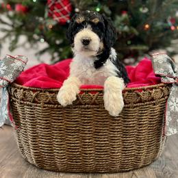 Blossom - Tri-color female Bernedoodle puppy in Harpers Ferry, West Virginia from Oso Perfect Poodles and Doodles