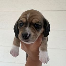 Rye (piebald) - Cream male Dachshund puppy in Mc Donough, Georgia from L & J Kennel