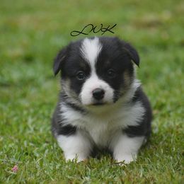 French Bulldog and Pembroke Welsh Corgi Puppies from Little Women's Frenchies & Corgis