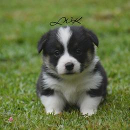 French Bulldog and Pembroke Welsh Corgi Puppies from Little Women's Frenchies & Corgis