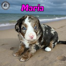 Maria - Chocolate merle female Bernedoodle puppy in Banner Elk, North Carolina from Walnut Tree Bernedoodles
