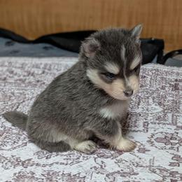 Dante - Male- Blue Eyes - Blue male Pomsky puppy in Hurleyville, New York from My Crazy Pomskys