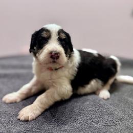 Ember - Black and white male Bernedoodle puppy in Moreno Valley, California from Ayy_Doodles