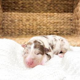 Ruby - Red merle female Australian Shepherd puppy in Unionville, Iowa from Soap Creek Kennels