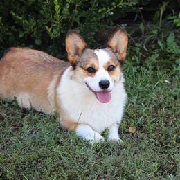 Ruby - Pembroke Welsh Corgi