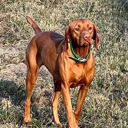 Foxy - Vizsla