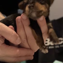 Boy 1 - Black and tan Yorkshire Terrier puppy in Hope, Kansas from Emerald City Yorkie’s