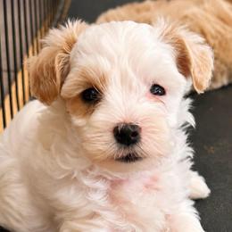 Socks - White male Maltipoo puppy in Ashville, Alabama from LMC Pups