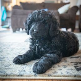 Bernedoodle and Goldendoodle Puppies from Saratoga Goldendoodles