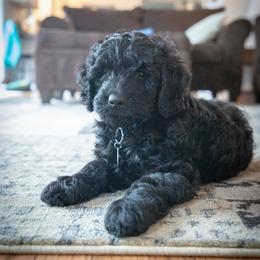 Bernedoodle and Goldendoodle Puppies from Saratoga Goldendoodles