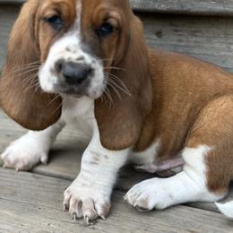Basset Hound Puppies from Hill Top Basset Hounds & Great Pyrenees