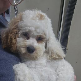 Cockapoo, Maltipoo, Morkie, and Yorkipoo Puppies from Mosaic Merle Doodles