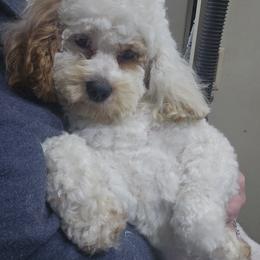 Cockapoo, Maltipoo, Morkie, and Yorkipoo Puppies from Mosaic Merle Doodles