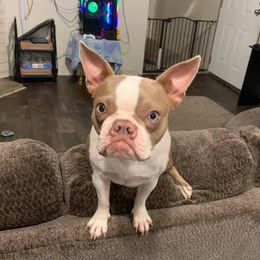 Eevee - Boston Terrier