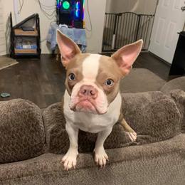 Eevee - Boston Terrier