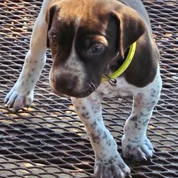Boy 7 - Liver and white male German Shorthaired Pointer puppy in Henderson, Texas from C4 Gun Dogs