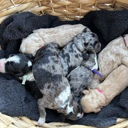 Aussiedoodle puppies from Dandy Lane Poodles & Doodles