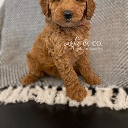 Goldendoodle Puppies from Carlie and Co. Goldendoodles