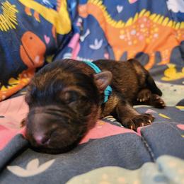 Diesel - Sable male German Shepherd puppy in Los Lunas, New Mexico from Mali's German Shepherds LLC