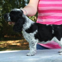 English Cocker Spaniel Puppies from Asherwood English Cockers
