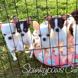 Chihuahua Puppies from Spunkypaws Chihuahuas