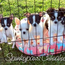 Chihuahua Puppies from Spunkypaws Chihuahuas