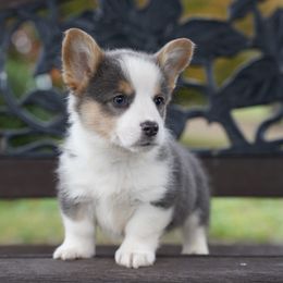 HARRY - Blue male Pembroke Welsh Corgi puppy in Berea, Kentucky from SunShine Corgis