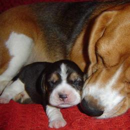 Beagles from Nor'easter