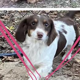 Luke - Dachshund