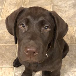 Labrador Retriever Puppies from Marshview Labs