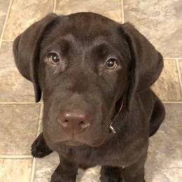 Labrador Retriever Puppies from Marshview Labs
