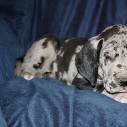 Great Dane and Miniature Schnauzer Puppies from River Valley Great Danes