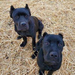 Cane Corso Puppies from True Love Cane Corso