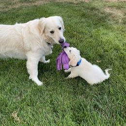 German Shepherd and Golden Retriever Puppies from Le Blanc’ English Goldens and Shepherds LLC