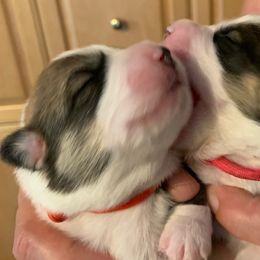 Pembroke Welsh Corgi Puppies from Silver Mae Kennel