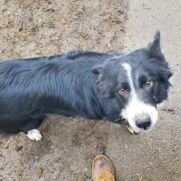 Lina - Border Collie