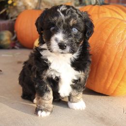 Aussiedoodle and Goldendoodle Puppies from Skyridge Doodles