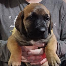 Periwinkle girl - Red female Boerboel puppy in Dowagiac, Michigan from Flanders Kennels LLC