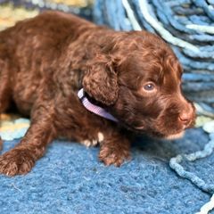 Aglad - Chocolate male Double Doodle puppy in Chesapeake, Virginia from Doodle-Cove