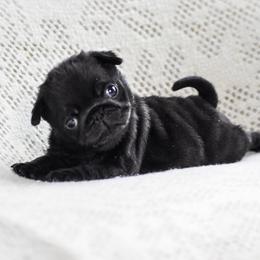 Monroe - Black female Pug puppy in Caldwell, Ohio from Folklore Kennel