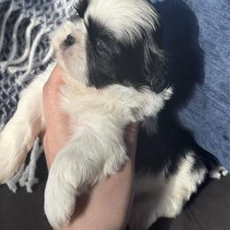 Ivory - Black and white female Shih Tzu puppy in Lakeland, Florida from Sunshine Shih Tzus