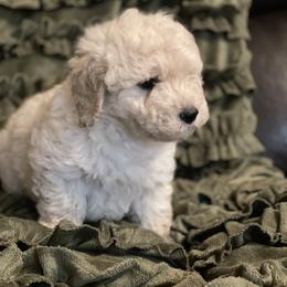 Goldendoodle Puppies from Doodle Paradise